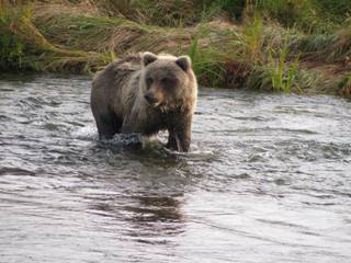 Brown Bear crossing Talarik Creek
